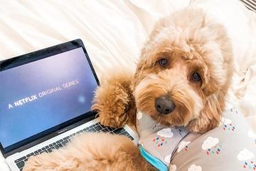 This dog is all set to watch a dog movie! A dog is ready for a dog movie on Netflix