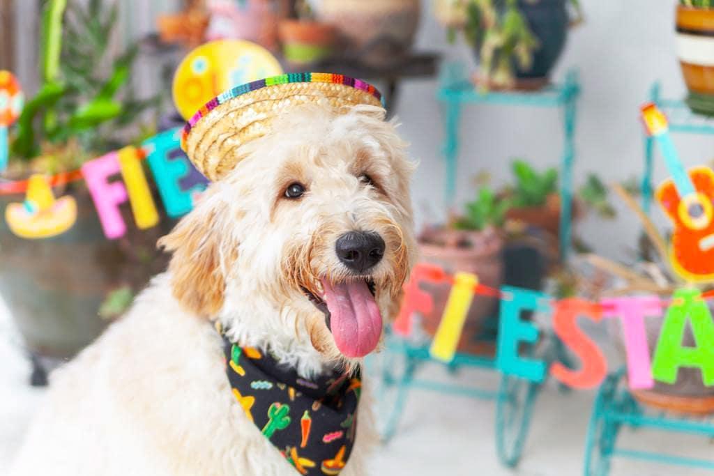 Celebrate Cinco de Mayo With Your Dog