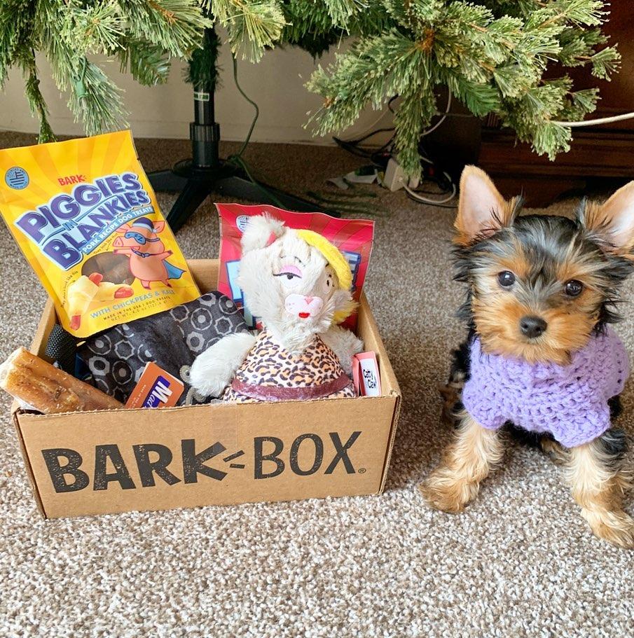 Best Subscription Boxes for Dogs