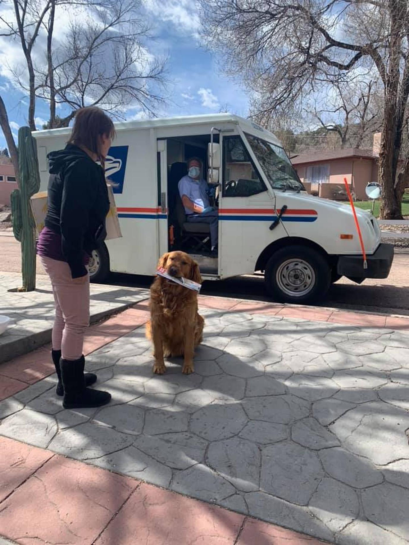 Sundance the Golden Retriever Delivers Groceries to His Neighbor.