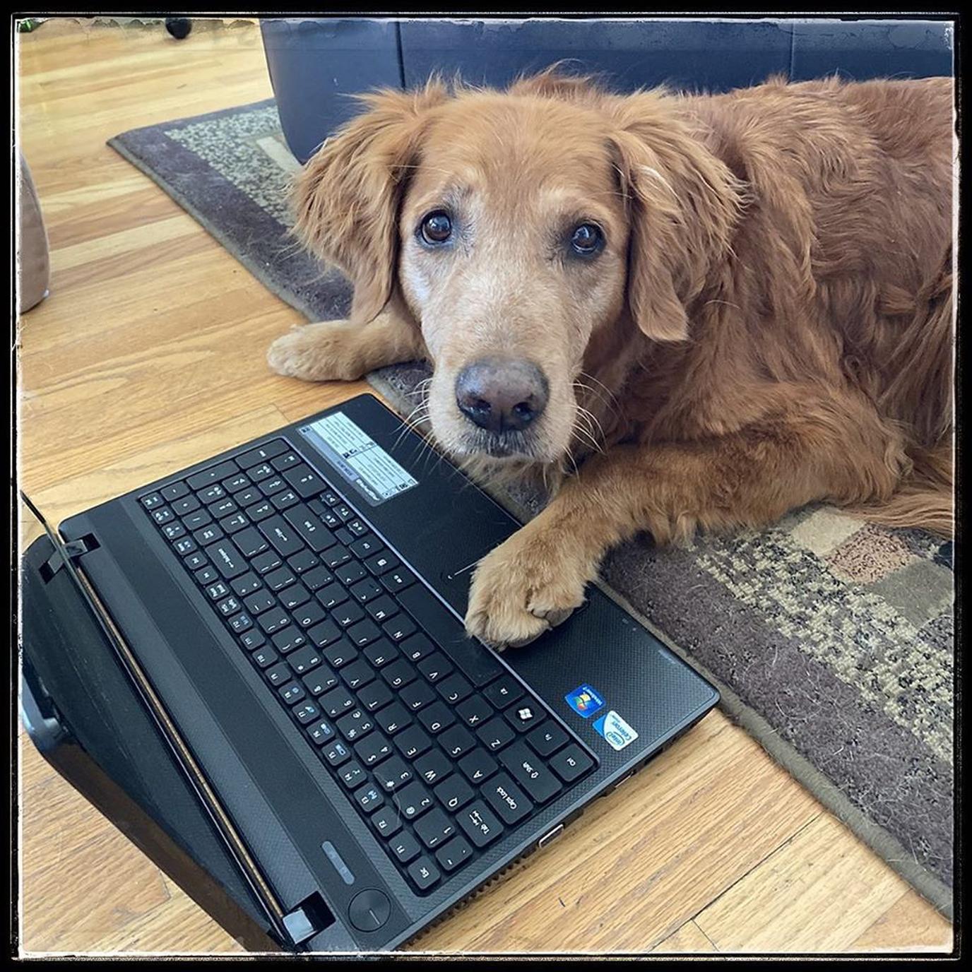 Surf Dog Ricochet is lending a paw with virtual video conferencing and learning.
