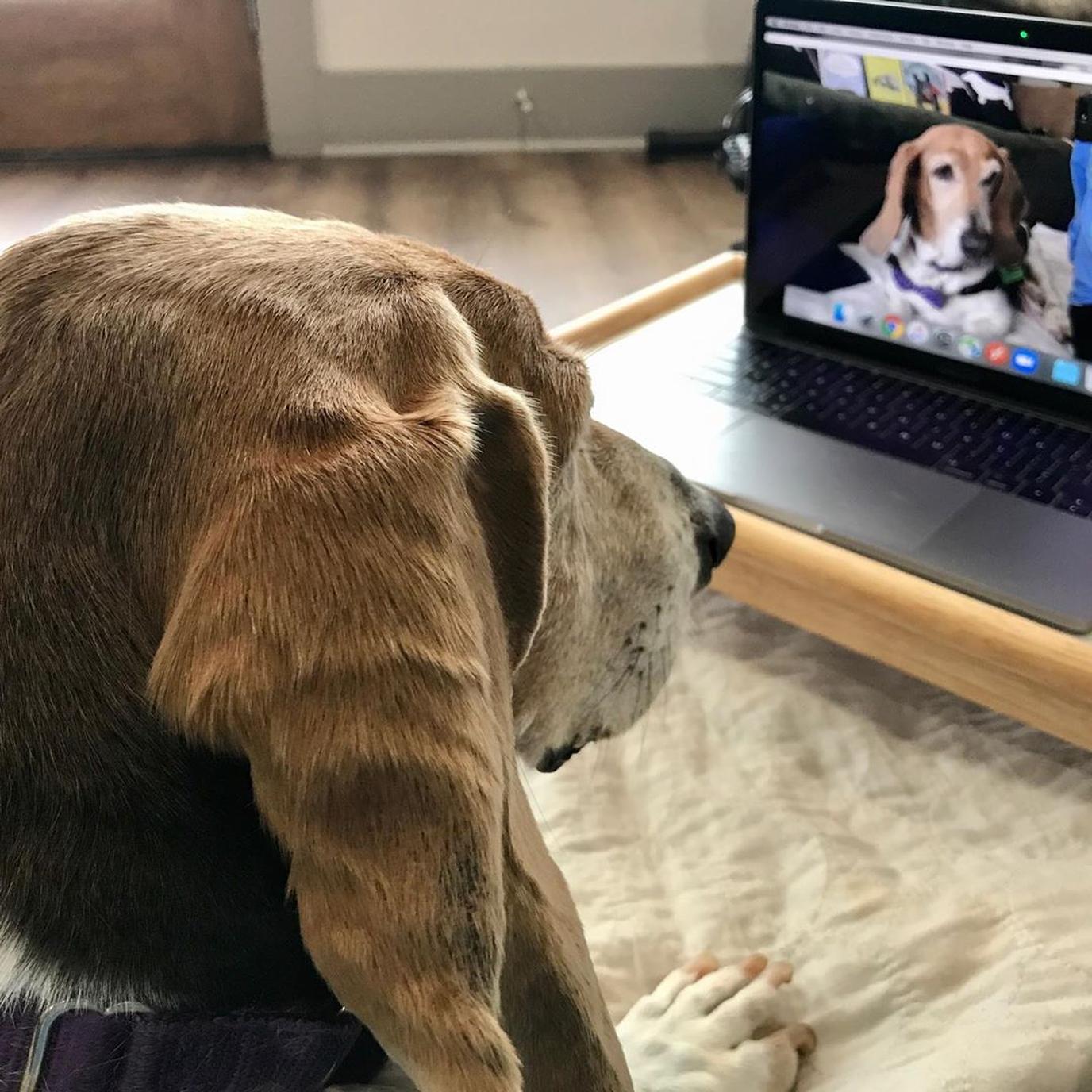 A Bassett Hound Offers Virtual Therapy Visits From a Laptop.