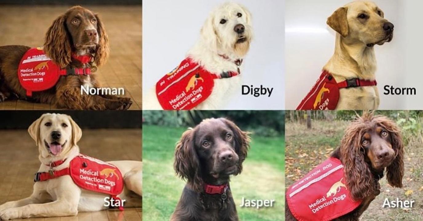 Six Portraits of Medical Detection Dogs Learning to Sniff Out Coronavirus.