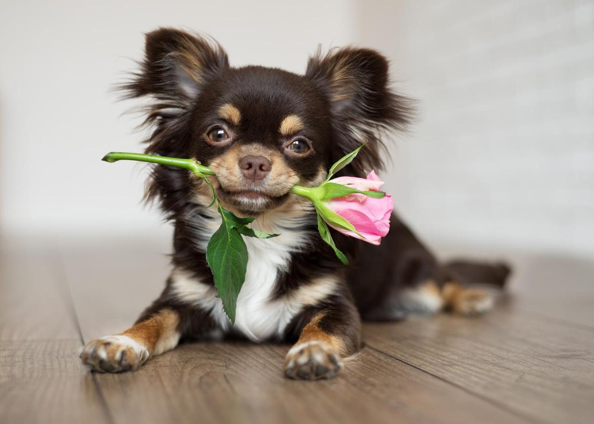 25 Gifts To Spoil Dog Moms On Mother's Day - BARK Post