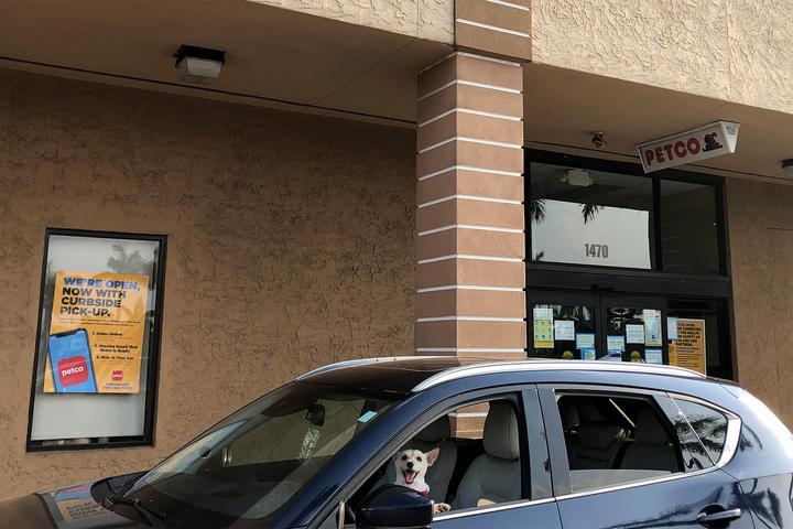 Mila the office dog pulls up for Petco's curbside pickup service.