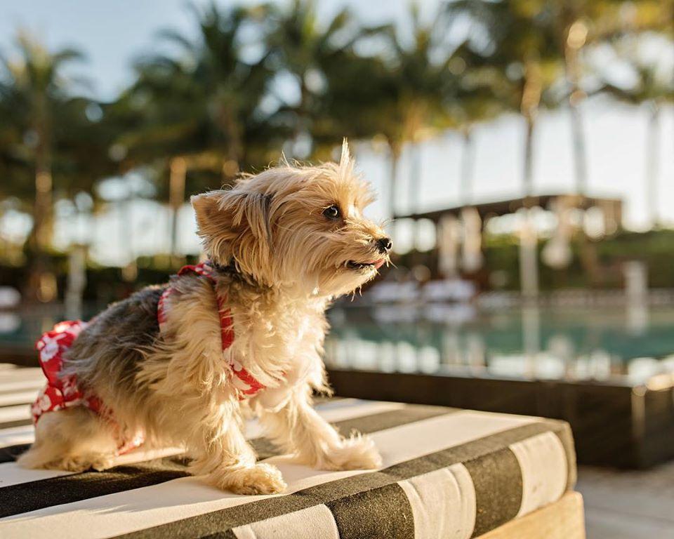 10 “Impawssible” to Book Hotels That Are Available Now