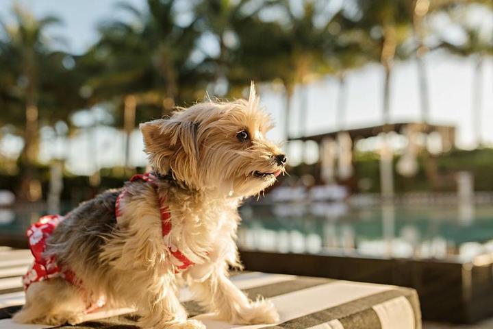 A Yorkie Wears a Two Piece at the Pet-Friendly W South Beach.