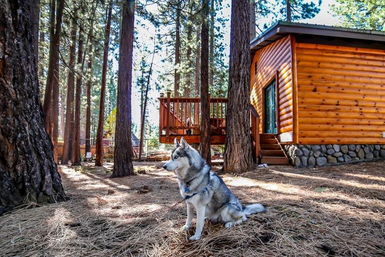 Pet-Friendly Rentals to Book for Next Year's Vacay