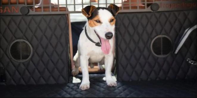 The Coolest Canine Car Features