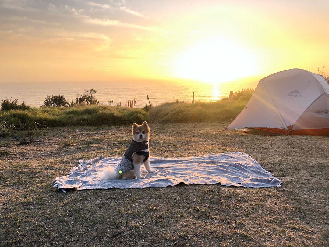 Beachfront Campgrounds That Welcome Dogs