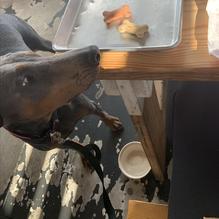 Hat Creek Burger Company restaurant view 1