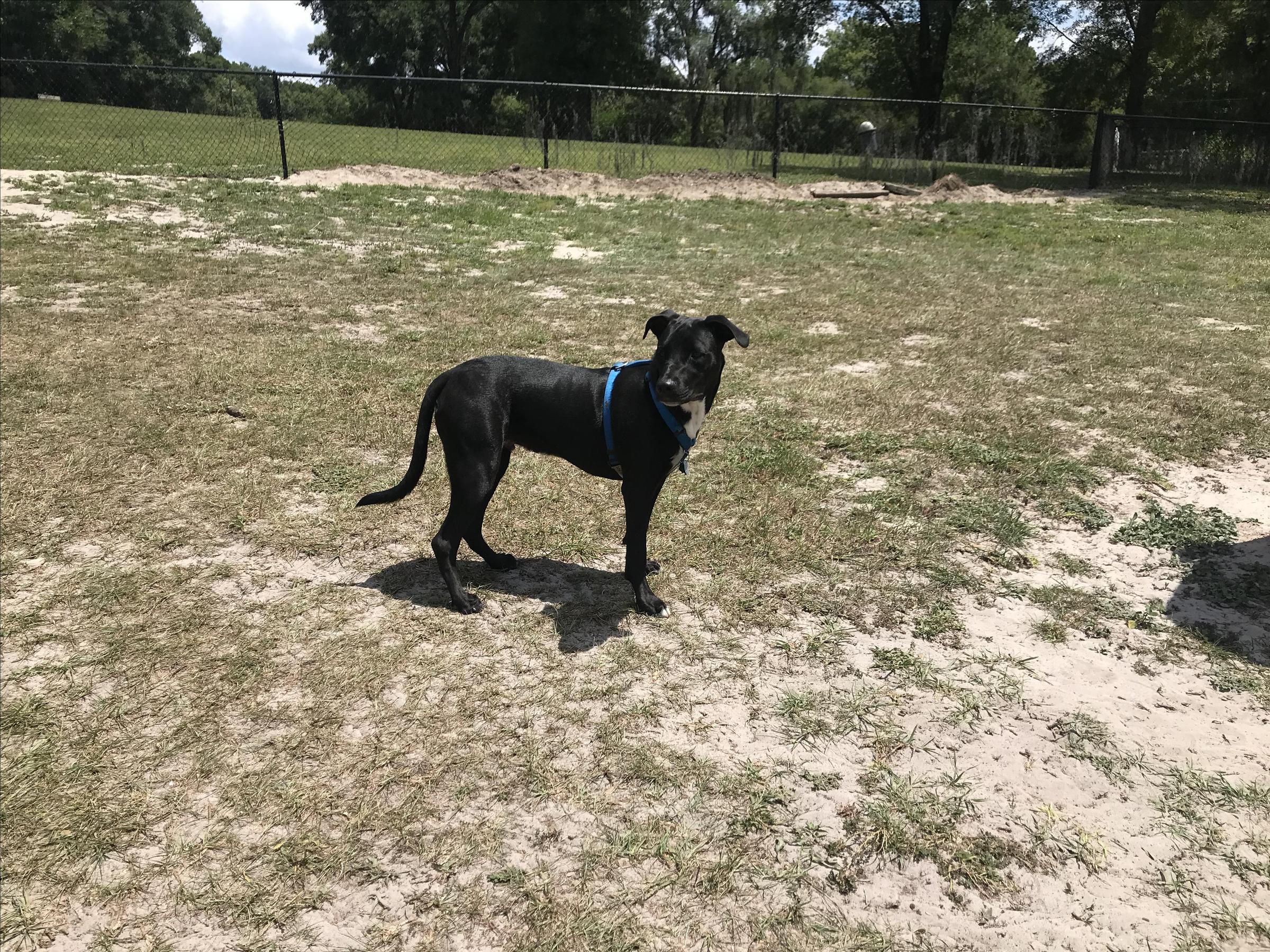 Raylan At Barkley Dog Park ⋆ BringFido