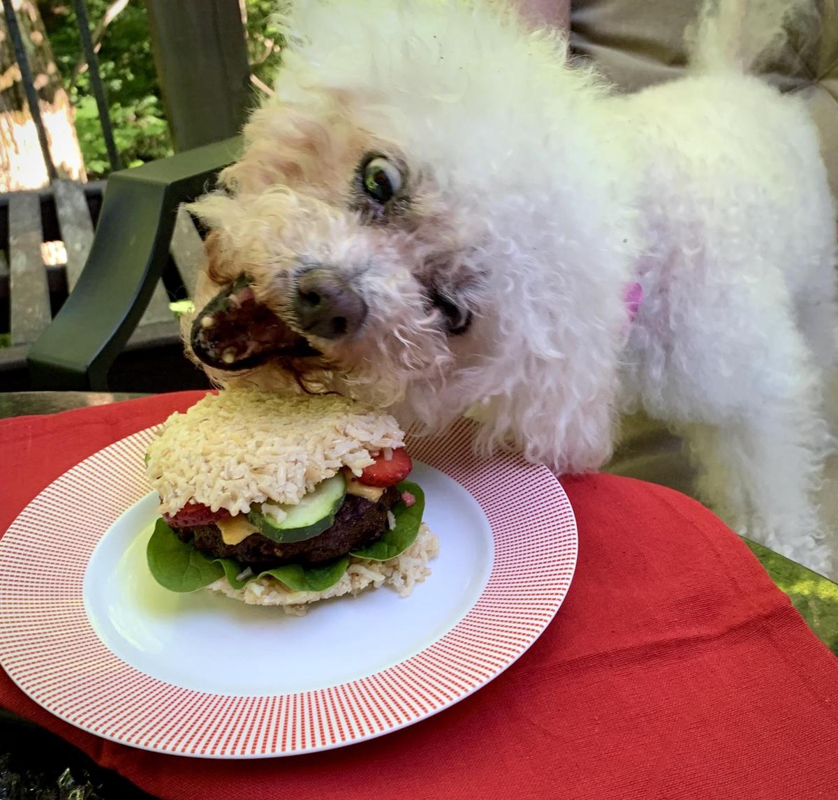 Can dogs clearance eat cheeseburgers