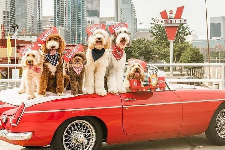 A car full of dogs at The Varsity, a pet-friendly drive-in restaurant.