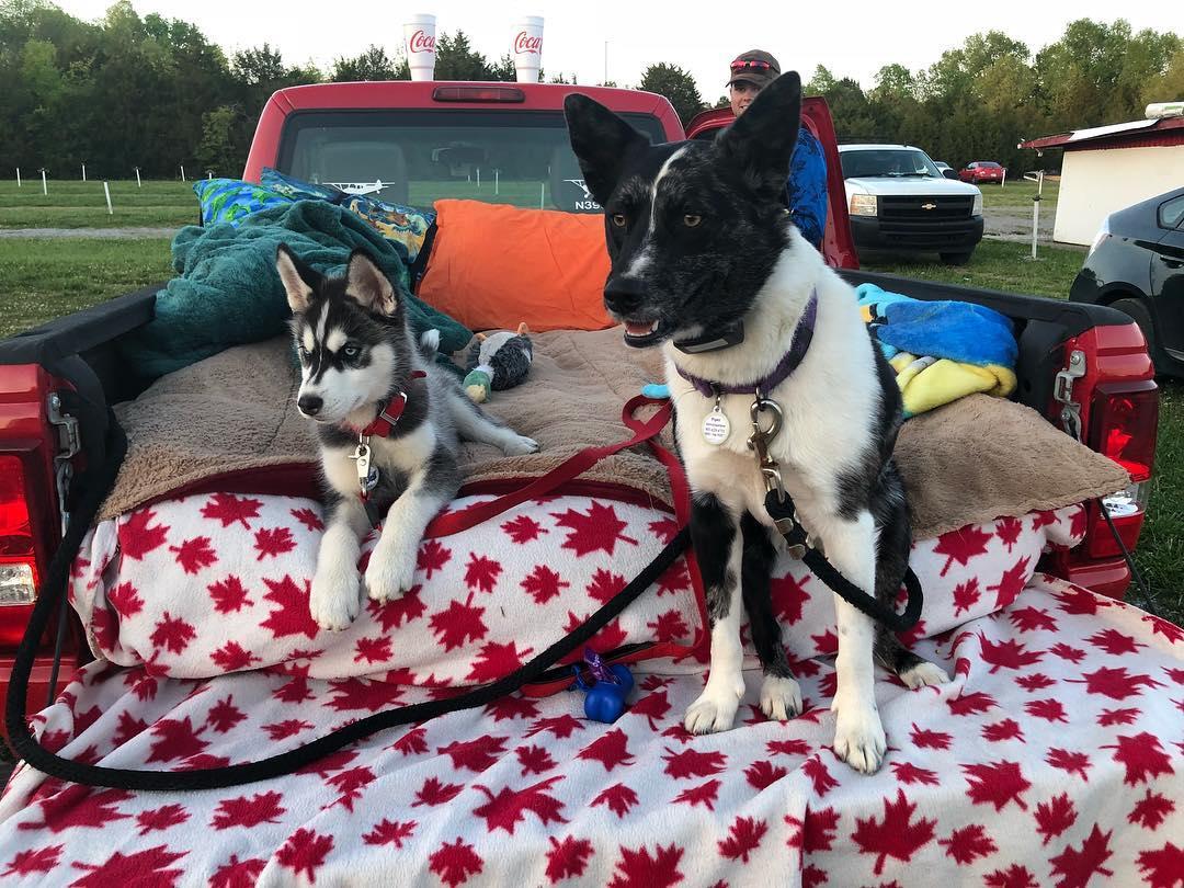Dog-Friendly Drive-In Movies