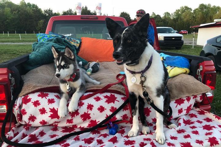 Dog-Friendly Drive-In Movies