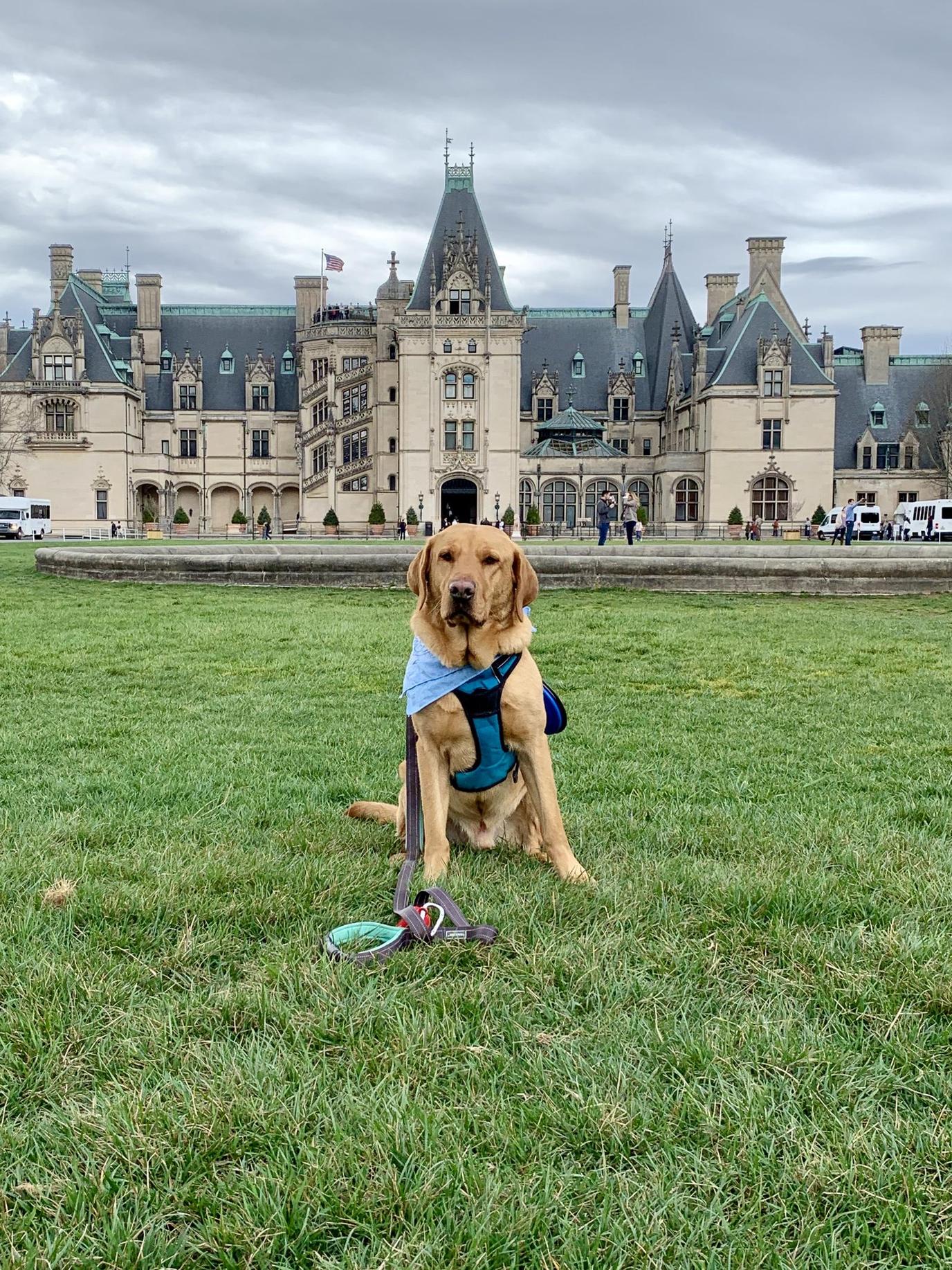 A Dog Stands in Front of Biltmore at Pet-Friendly Asheville.