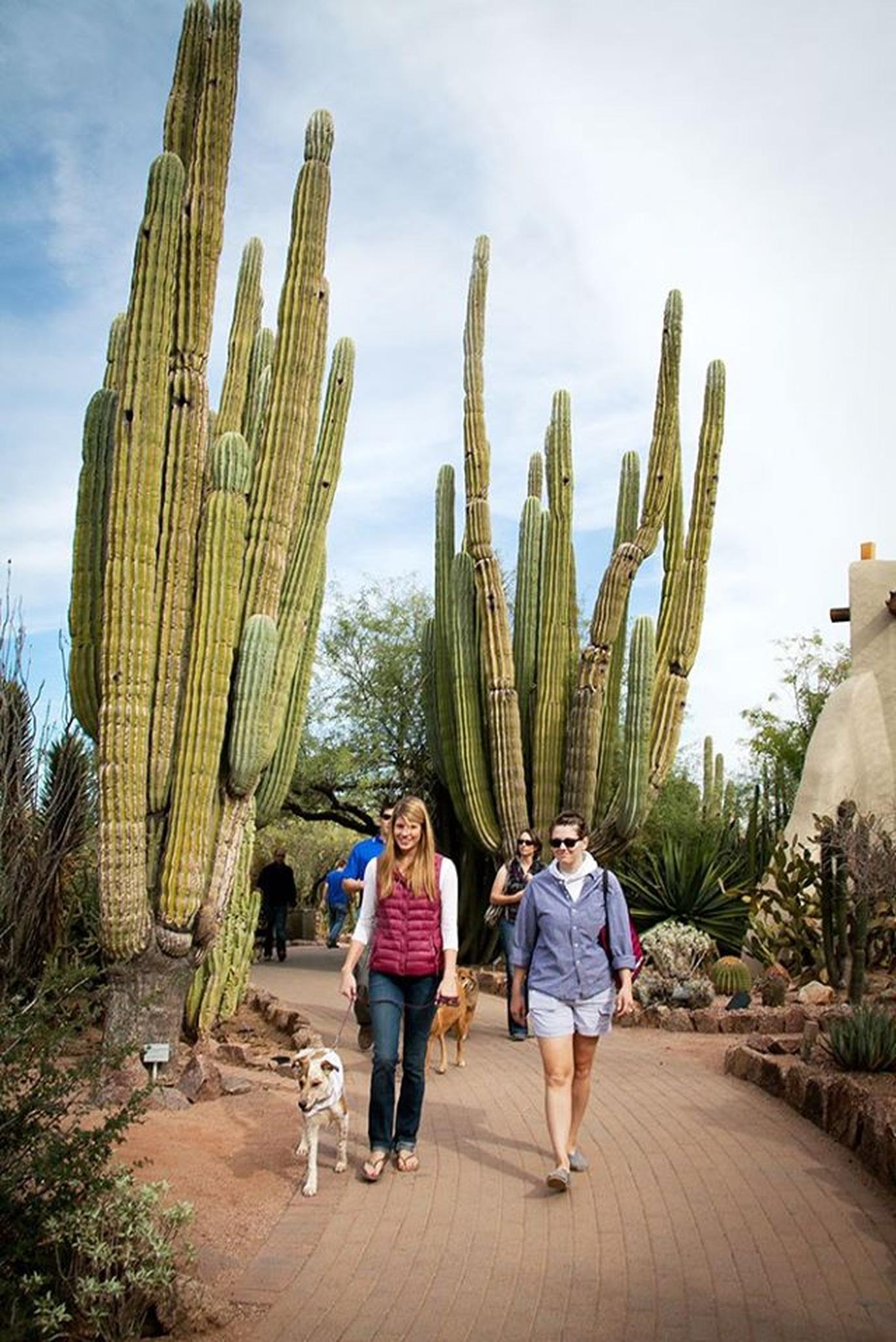A Couple Walks Through a Cactus Garden in Pet-Friendly Phoenix.