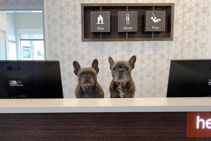Two dogs stand ready to welcome guests to a pet-friendly hotel.