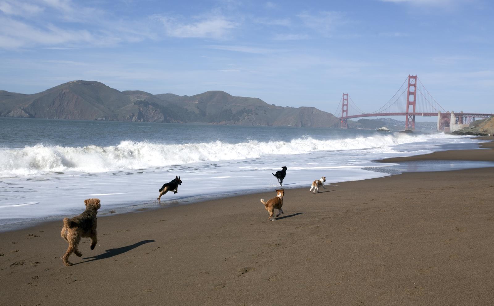 The 12 Most Pet-Friendly Cities in the U.S.