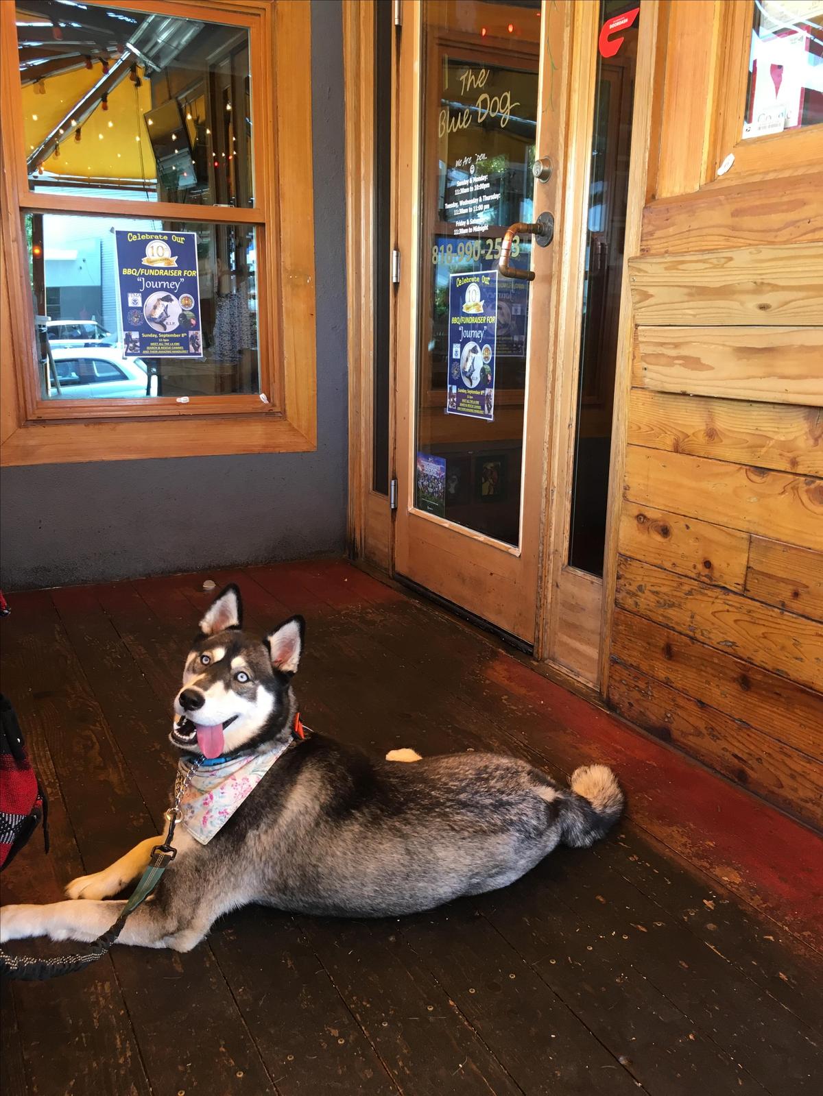 The Blue Dog Beer Tavern restaurant view 1