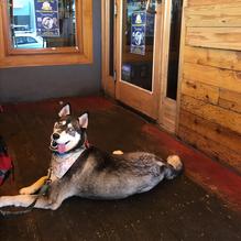 The Blue Dog Beer Tavern restaurant view 1