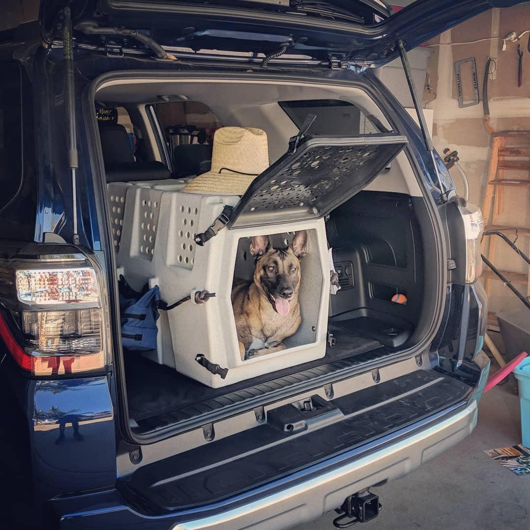 Dog harness for cheap cargo area of suv