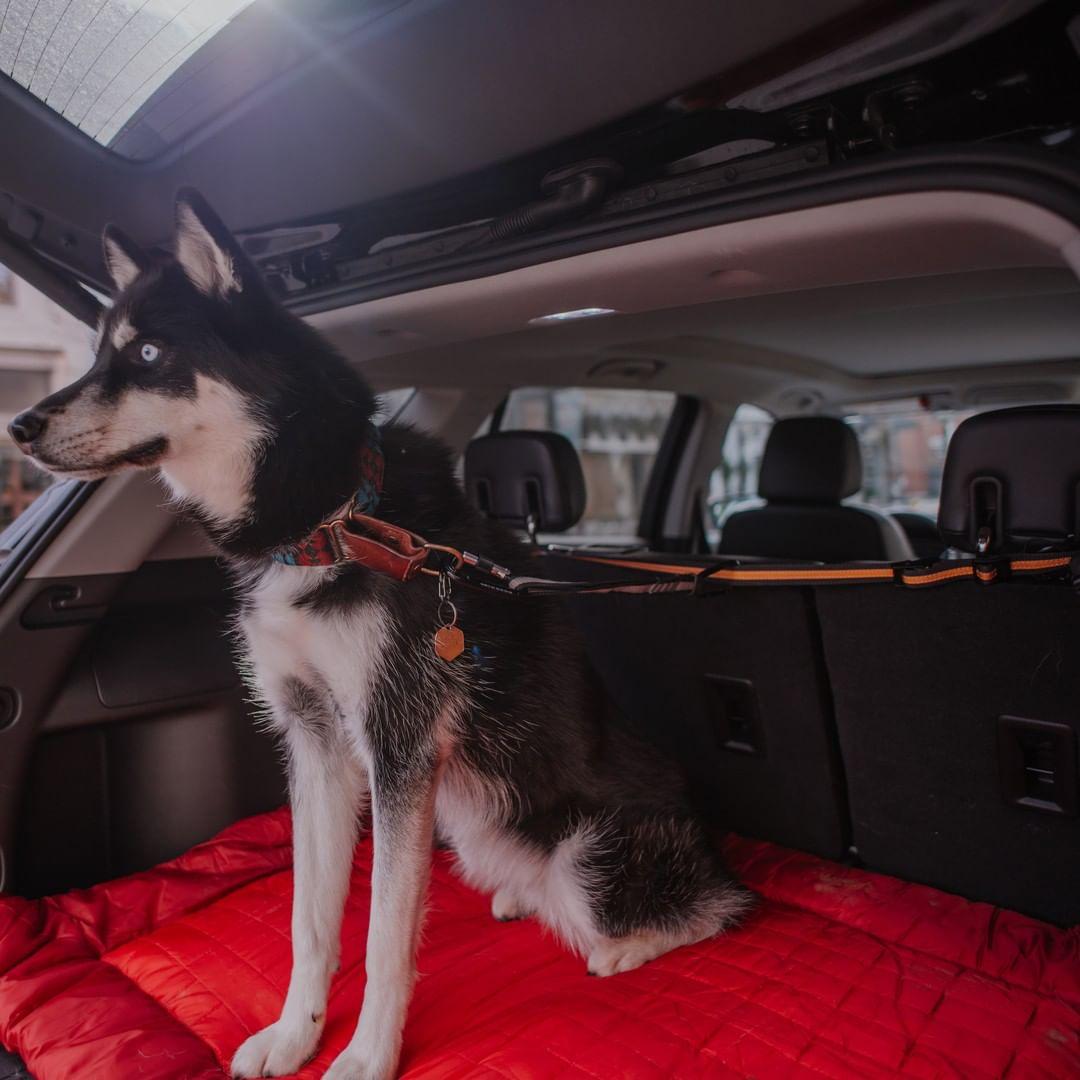 Dog seat belt top for back of suv