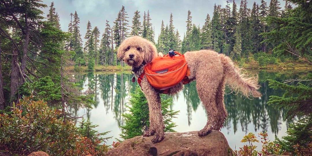 Best hiking gear outlet for dogs