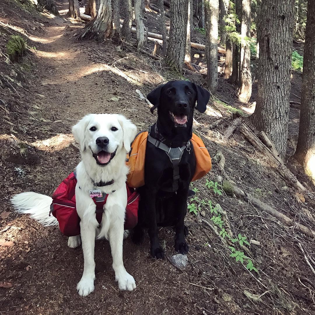 The Best Hiking Gear for Dogs