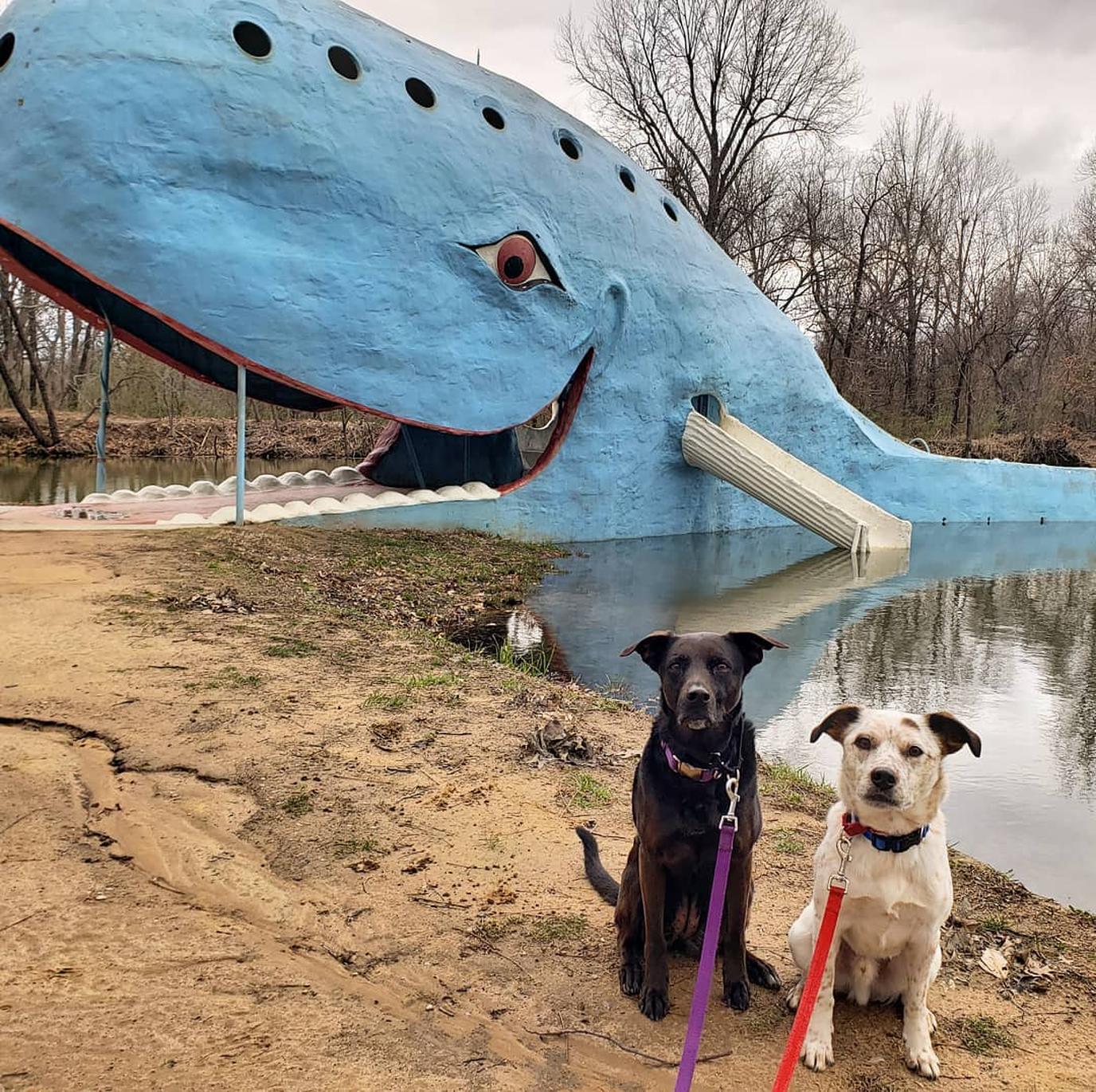 Two Dogs Sit in Front of the Dog-Friendly Blue Whale of Catoosa.