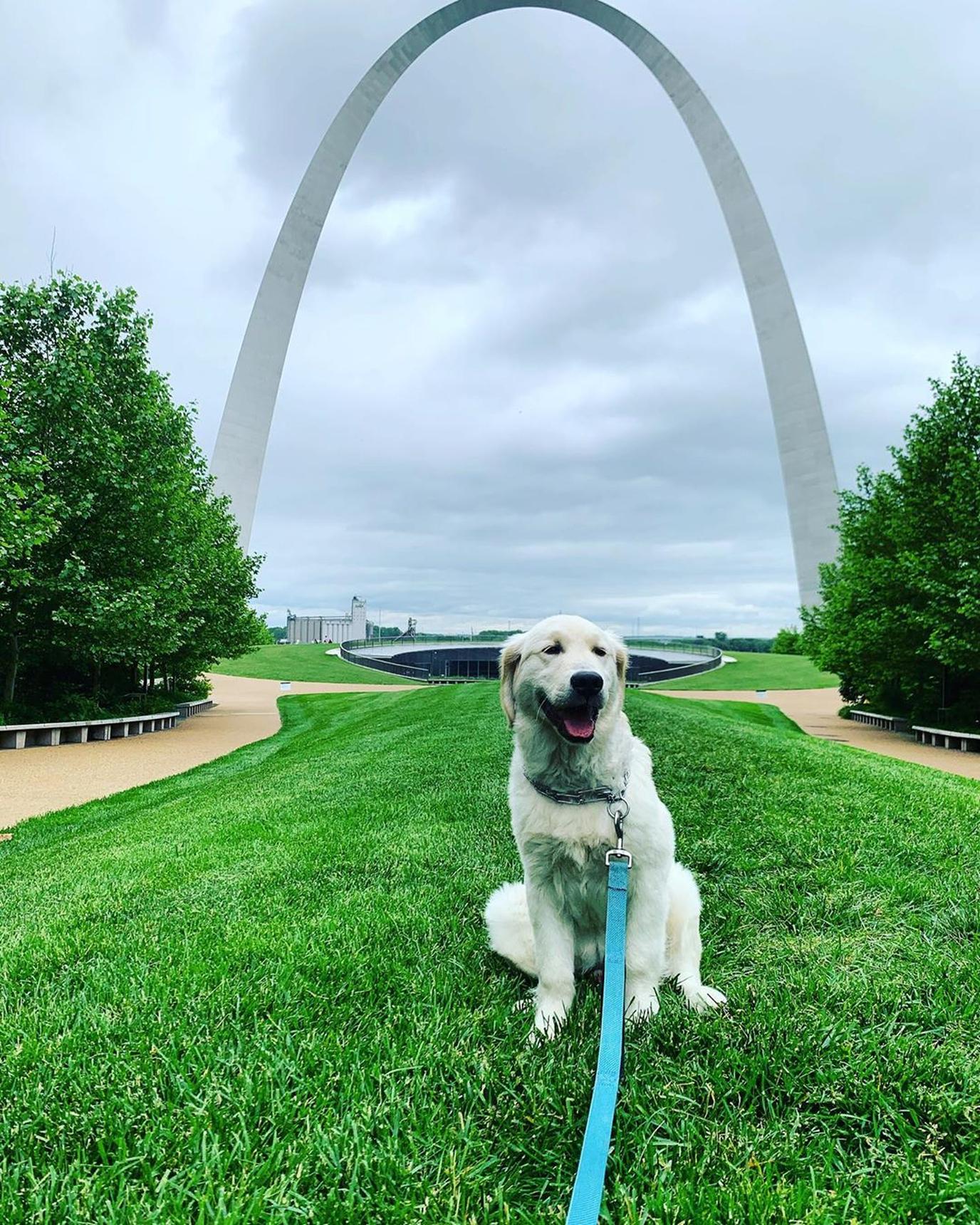 A White Dog Sits in Front of the Arch at Pet-Friendly Gateway Arch National Park.