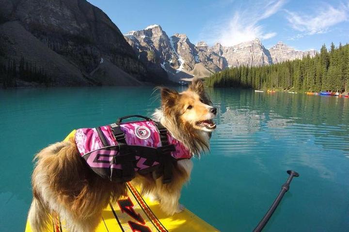 A Collie Stands on a Stand Up Paddleboard on the Lake.