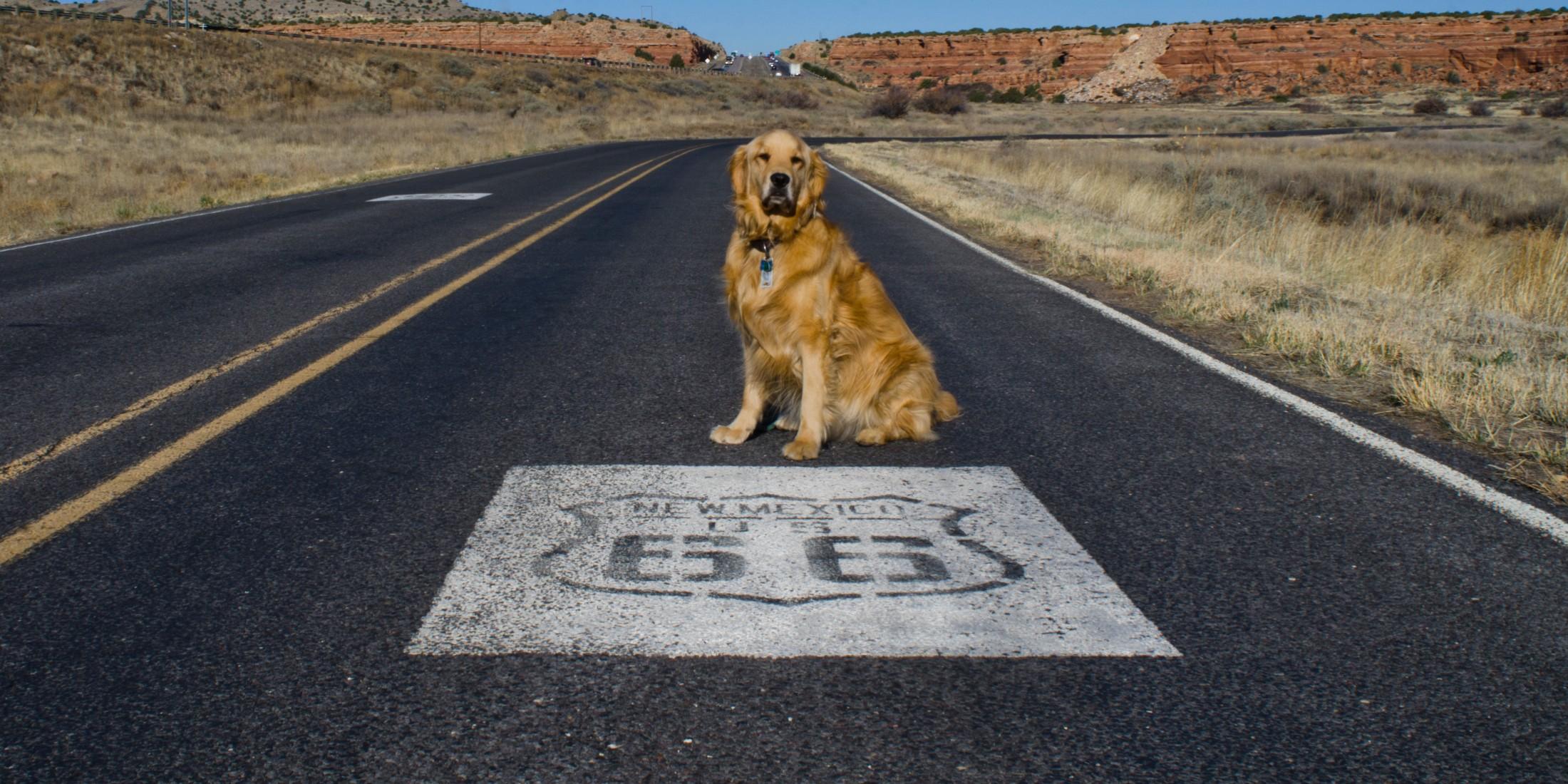 Route 66: A Pet-Friendly Road Trip