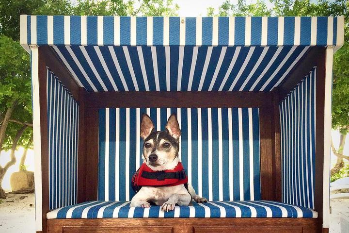 A Small Terrier Sits in a Blue and White Striped Dog Cabana.