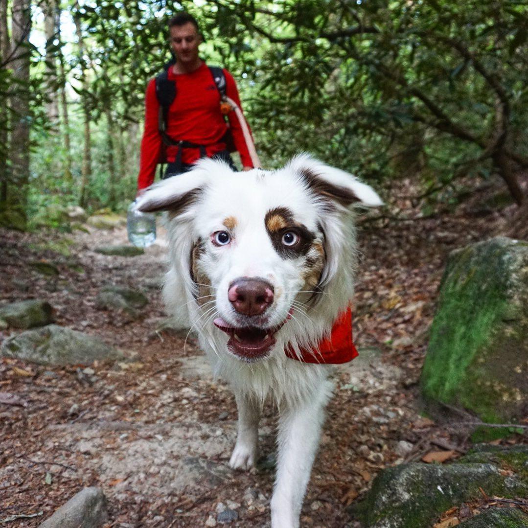 10 Summer Hikes That Will Leave Fido Panting For More