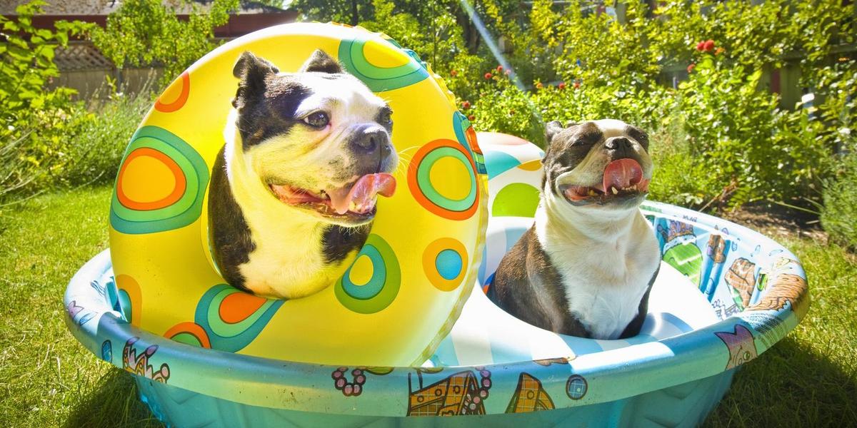Best Summer Dog Toys to Keep Fido Cool