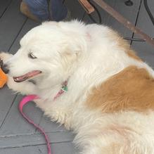 Tavern at Towne Lake restaurant view 3