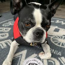 Idyllwild Brewpub restaurant view 4