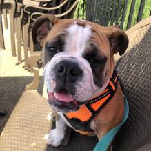 The Local House restaurant view 2