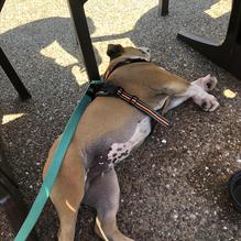 The Local House restaurant view 3