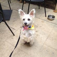 Tun Tavern Restaurant & Brewery restaurant view 9