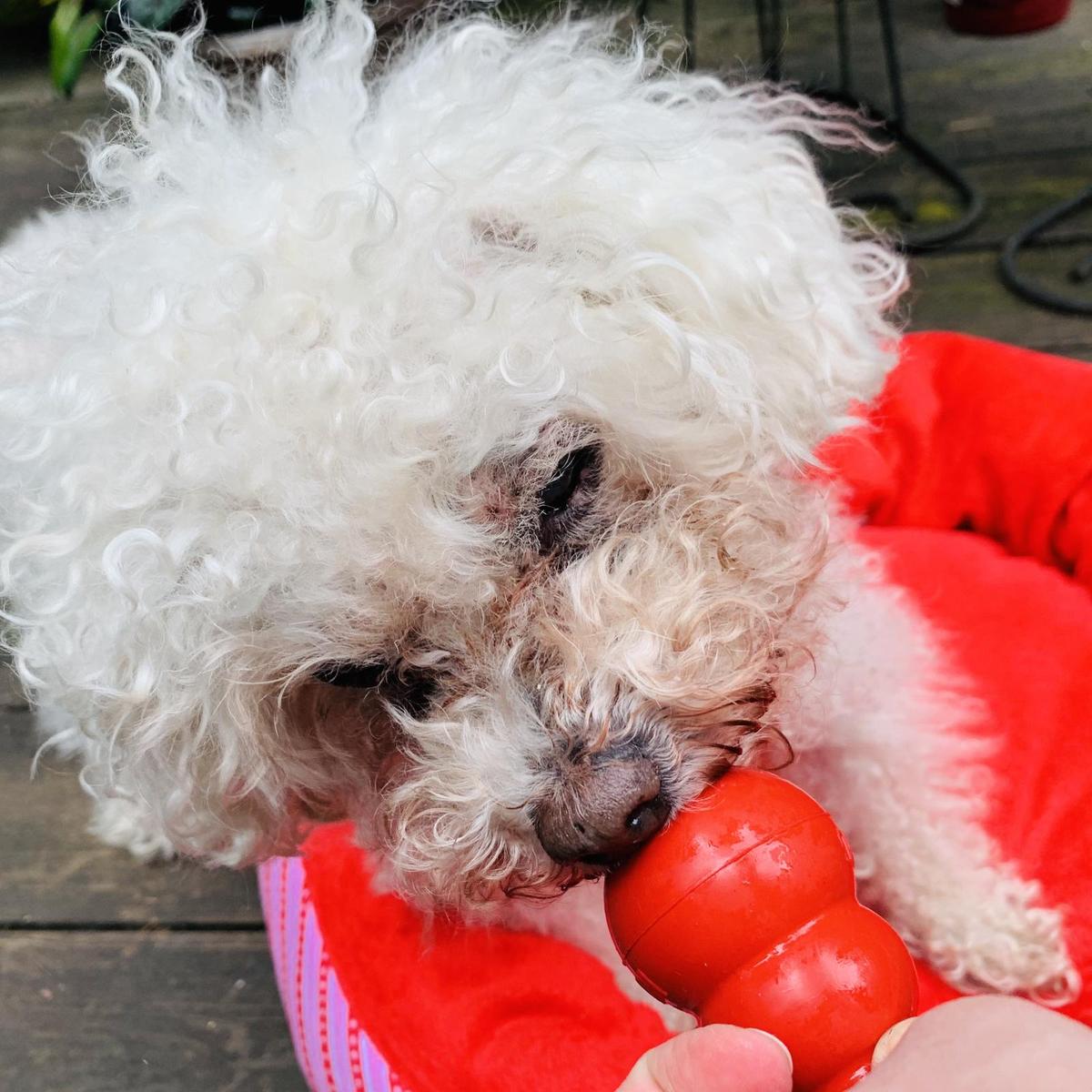 Fido's Frozen Fruit Pupsicle Recipe