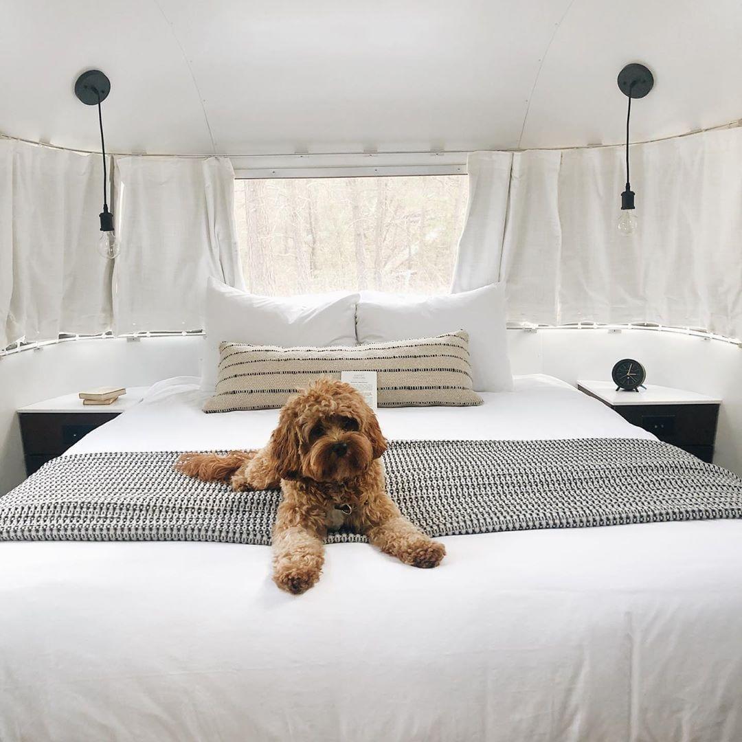 Glamorous Spots to Glamp With Fido