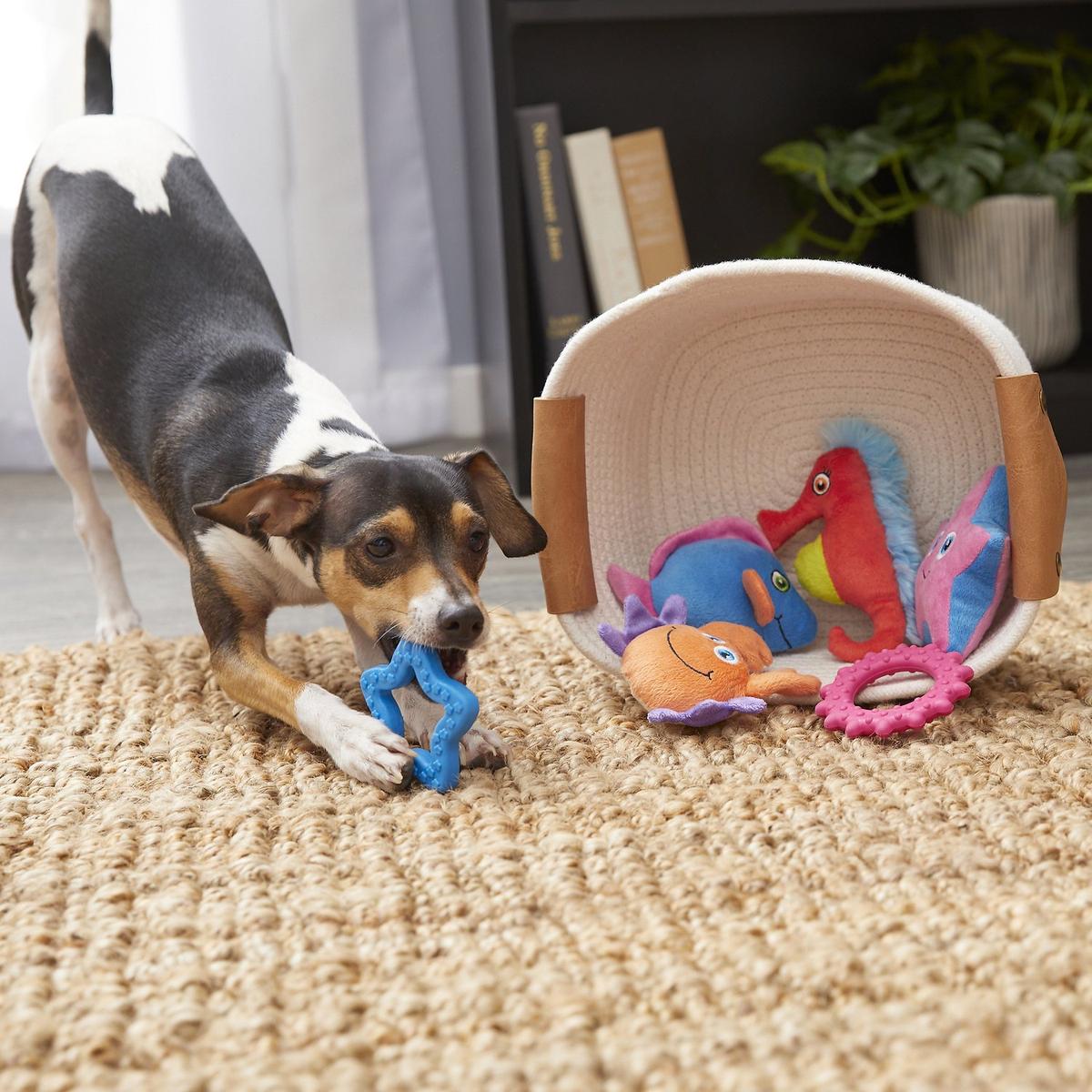 Beach toys for outlet dogs