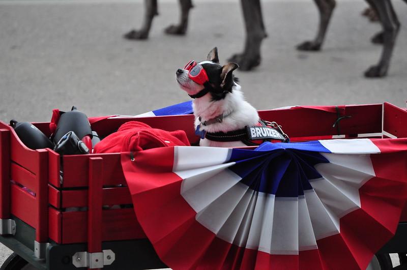 Celebrate Independence Day With Your Dog