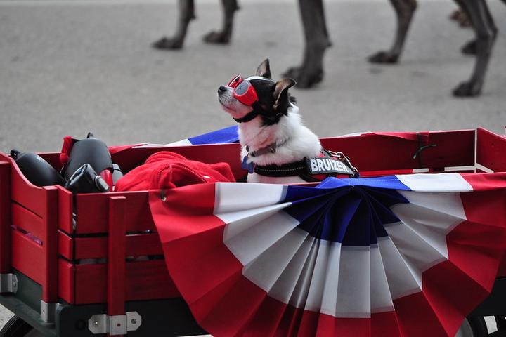 Small Chihuahua Wears Attends a Dog Parade in a Patriotic Wagon.