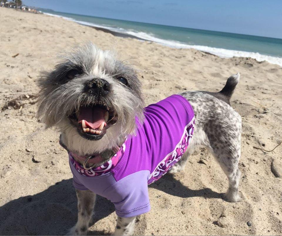 10 Must Haves for Fido s Next Trip to the Dog Beach BringFido