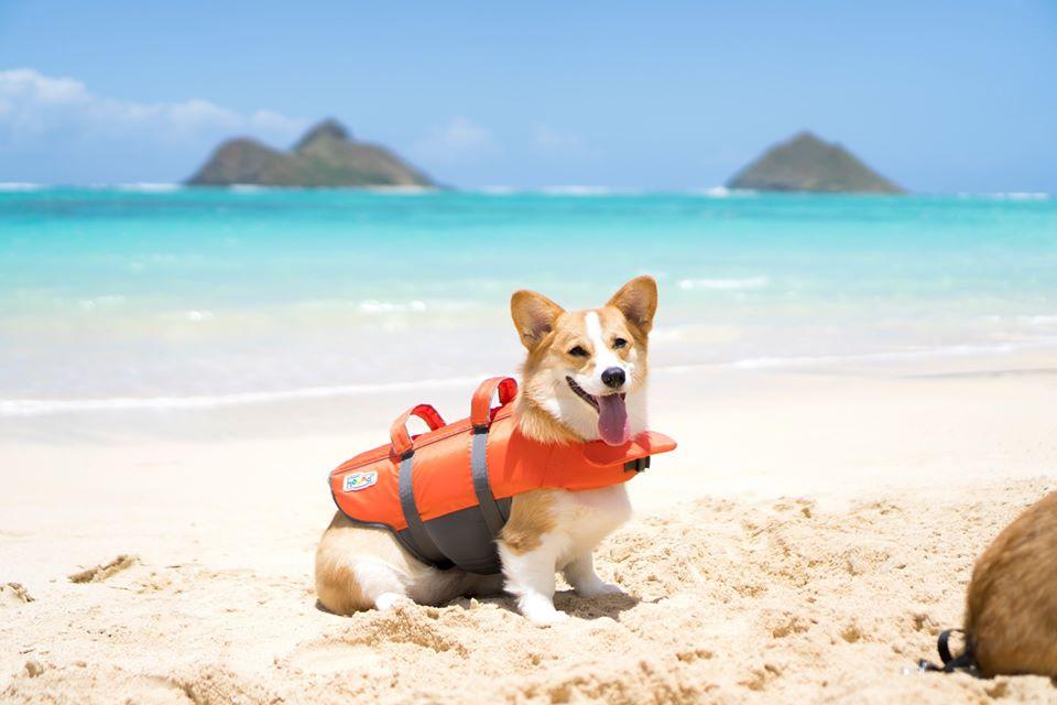 10 Must-Haves for Fido’s Next Trip to the Dog Beach