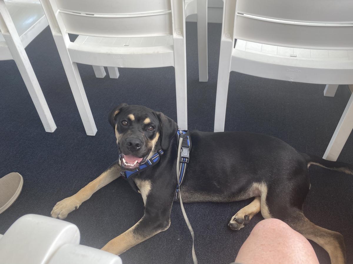 Coco On The Scenic Cruise Of St Augustine
